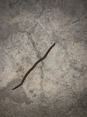 Geophilomorpha