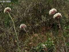 Allium carmeli
