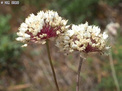 Allium carmeli