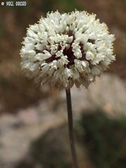 Allium carmeli