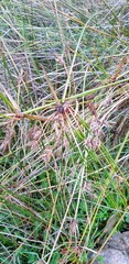 Cyperus gymnocaulos