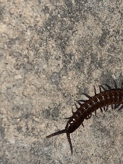 Geophilomorpha