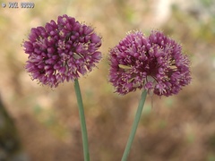 Allium carmeli