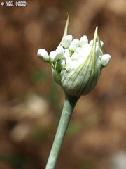 Allium carmeli
