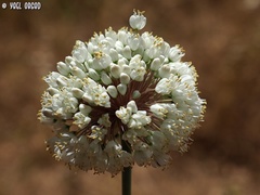 Allium carmeli