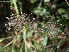 Allium daninianum