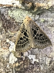 Herminodes tessellata