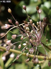 Allium daninianum