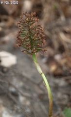 Anacamptis pyramidalis