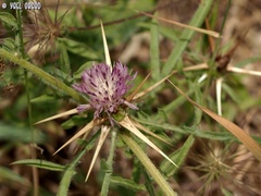 Centaurea iberica