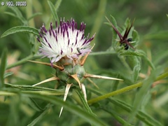 Centaurea iberica