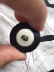 Onthophagus bifasciatus