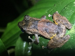 Pristimantis parvillus