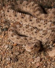 Crotalus cerastes cerastes