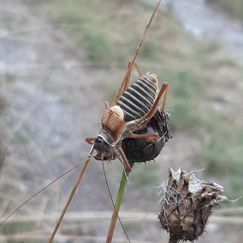 Photo of Western Saddle Bush-cricket (Ephippiger diurnus)