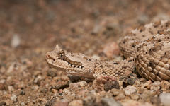 Crotalus cerastes cerastes