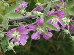 Malva unguiculata