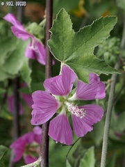Malva unguiculata