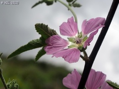 Malva unguiculata