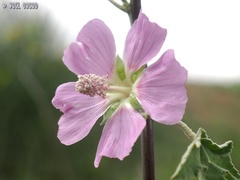 Malva unguiculata