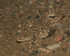 Crotalus cerastes cerastes
