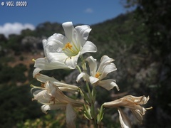 Lilium candidum