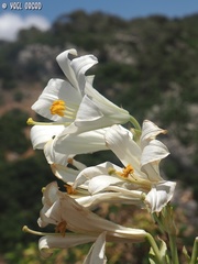Lilium candidum