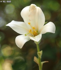 Lilium candidum