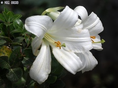 Lilium candidum