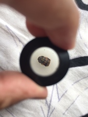 Onthophagus bifasciatus