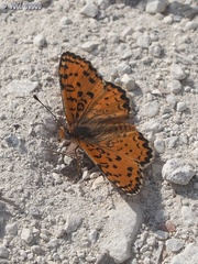 Melitaea syriaca
