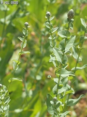 Klasea cerinthifolia