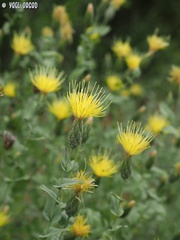 Klasea cerinthifolia