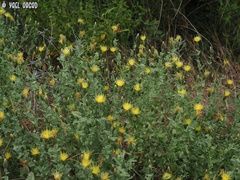 Klasea cerinthifolia