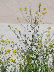 Sisymbrium loeselii