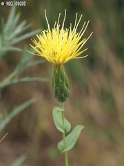 Klasea cerinthifolia