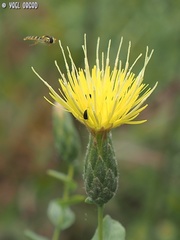 Klasea cerinthifolia