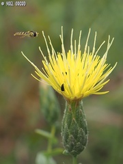 Klasea cerinthifolia
