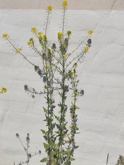 Sisymbrium loeselii