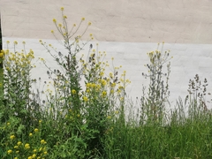 Sisymbrium loeselii