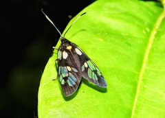 Trypanophora semihyalina