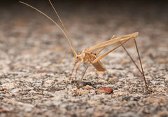 Arethaea brevicauda