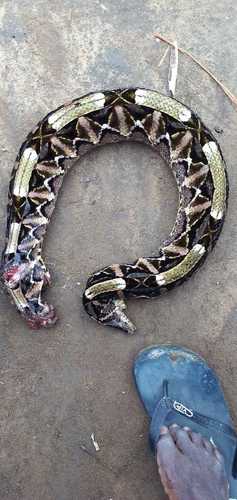 Western Gaboon Viper