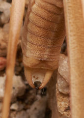 Arethaea brevicauda