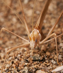 Arethaea brevicauda