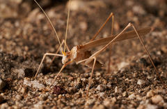 Arethaea brevicauda
