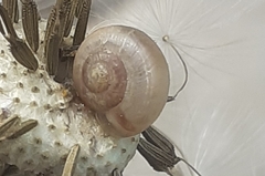 Gastropoda