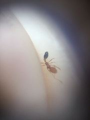 Monomorium sahlbergi