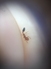 Monomorium sahlbergi