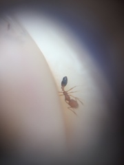 Monomorium sahlbergi